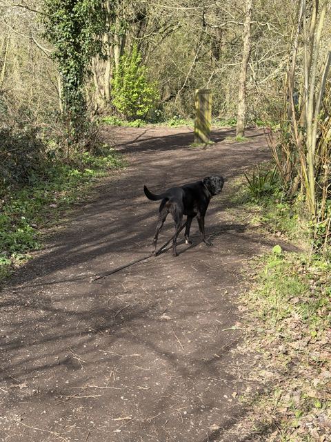 A black Labrador cross looking back on a sunny woodland path
