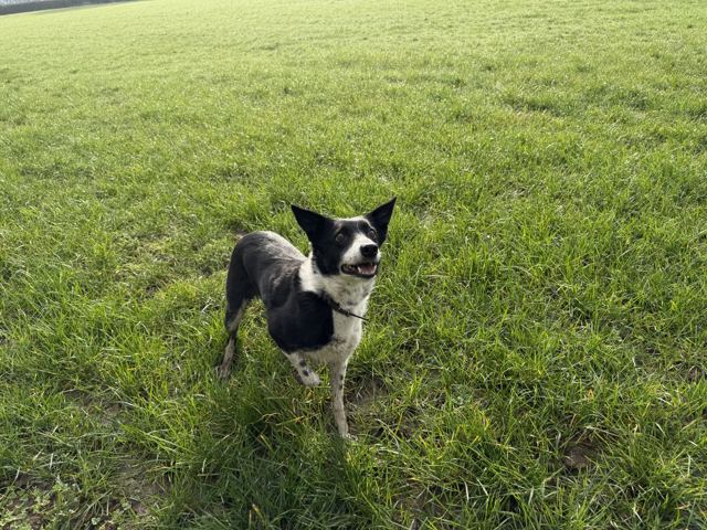 A black and white collie cross looking up excitedly in a green field