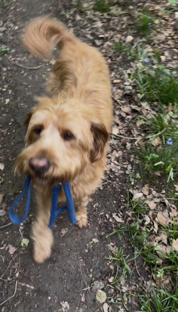 A fluffy doodle trotting along a woodland path carrying its lead
