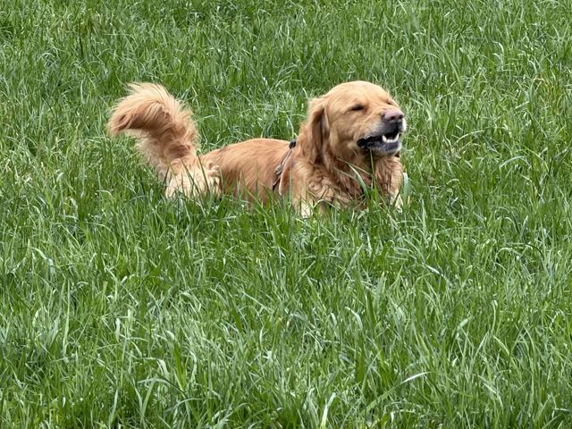 A golden retriever bounding through long grass