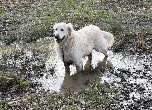 A cream golden retriever standing happily in a muddy puddle on a walk