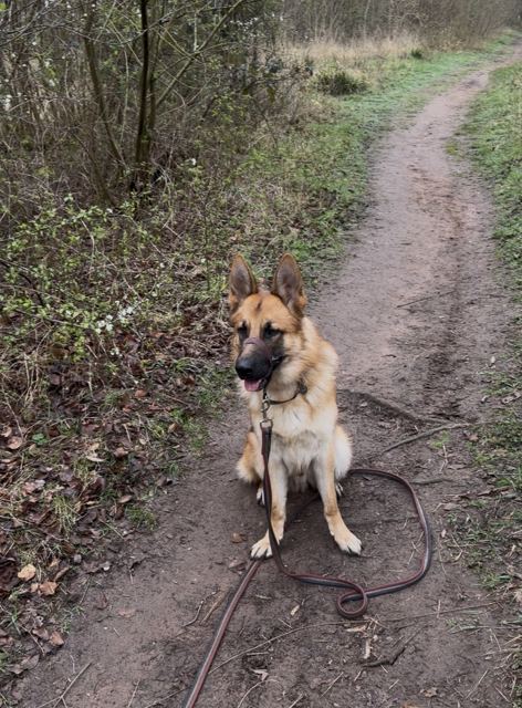A German Shepherd sitting calmly on a woodland trail during training