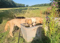 Dog walking 
Dog Training
Divine K9
Pet Sitting