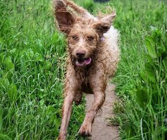 Dog walking 
Dog Training
Divine K9
Pet Sitting