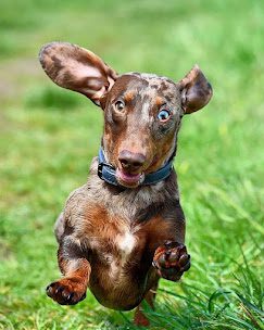 Dog Training Worcester
Dog Training Droitwich
Dog Training Great Witley
Dog Training Hallow
Dog Training Martley
Dog Training Astley
Dog Training Kempsey
Dog Training Powick
Dog Training Lower Broadheath
Dog Training Ombersley
Dog Training Norton