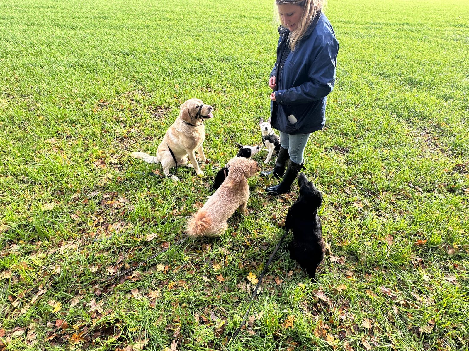 Dog Walking Prices in Worcester (2026 Guide): What Should You Expect to Pay?